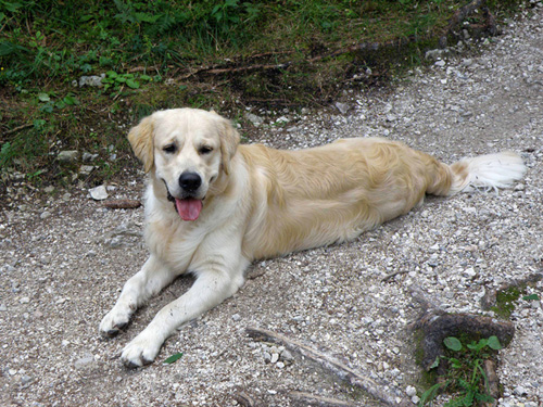 Anouk beim Spaziergang